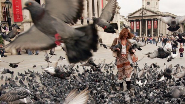 Garema Place and Tuggeranong could start looking like Trafalgar Square, if we keep encouraging the birds, the ACT government says.