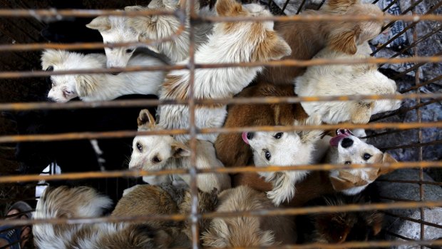 Dogs are kept in a cage ahead of a local dog meat festival in Yulin.