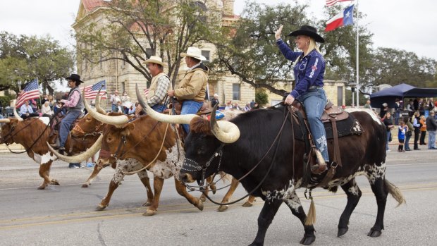 Cowboys riding Longhorn bulls in Veterans Day Parade.