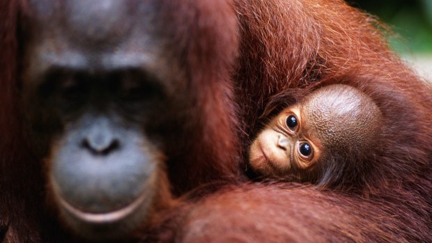 An orang-utan mother with her baby in Borneo.