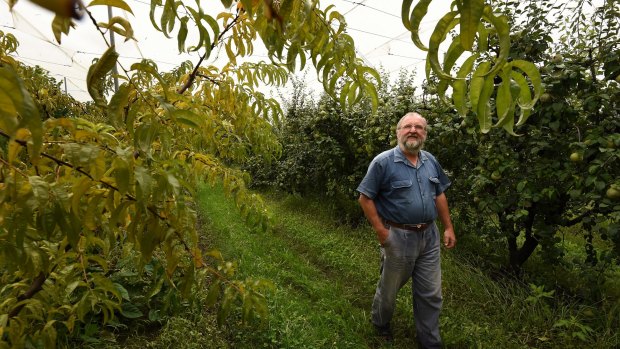 Fruit grower Ed Biel in his orchard on his farm Wanaka at Oakdale.