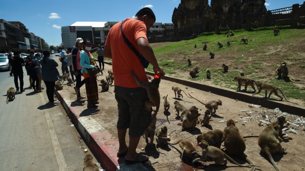 Hordes of macaques can be found around Lopburi, Thailand, in disturbing numbers.