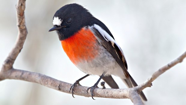 Birdos have come up with an action plan to save endangered birds such as the scarlet robin.

