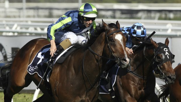 Keen eye: David Hayes will focus on the autumn with Blue Sapphire winner Keen Array.