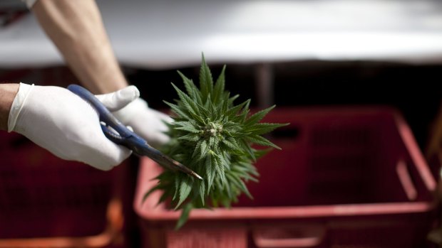 Only a handful of Queensland doctors are registered to prescribe medicinal cannabis.