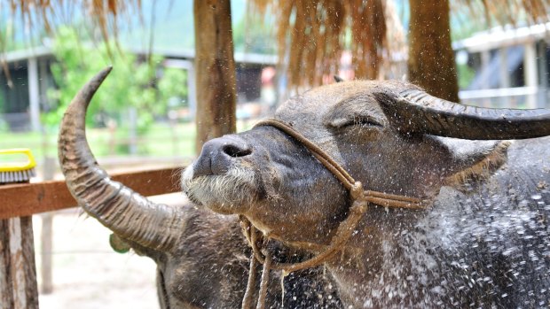 Happy buffalo at the first dairy in Laos.