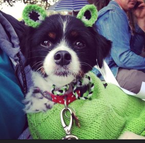 Betty Boo was dressed as a frog by her owner Calley Gibson for last year's show. 
