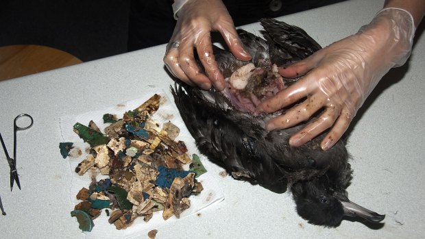 An autopsy of a dead flesh-footed shearwater on Lord Howe Island shows hundred of pieces of plastic in its stomach.