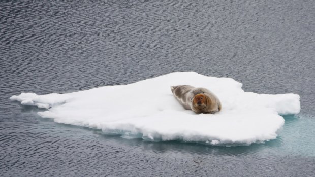 Bearded seal on sea cce in the Arctic.