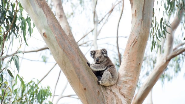 Two men who hit a koala with a machete before burning it to death have been sentenced to community service.