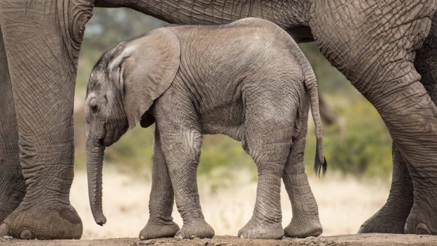 "Every baby elephant should be dropping dead of colon cancer at age three."