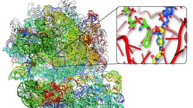 The protein-making machine from golden staph, the bacterial ribosome. 