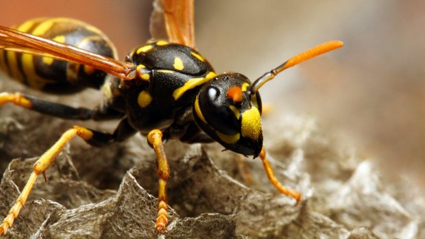 Wasps can build nests in crucial aircraft instruments.