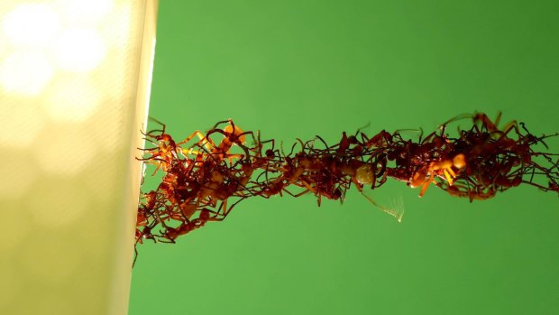 Twisting and turning, ants build another living bridge of bodies.