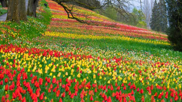 Mainau Island, at Lake Constance, is open all year.