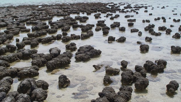 Modern-day stromatolites growing in Hamelin Pool Marine Nature Reserve, Shark Bay, in Western Australia.