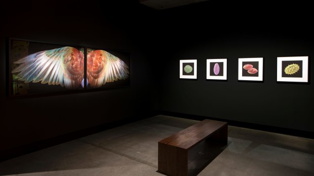 Various works curated by Brian Boyd, as a part of <i>On the Origin of Art</i>, including <i>Kereru Wings, Waiheke</i> (2010) by Fiona Pardington.