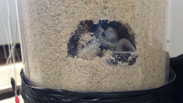 Turtle hatchlings resting before continuing their digging.