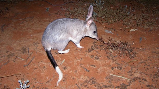 The greater bilbies are scattered across only 20 per cent of their former range before the introduction of foreign predators.