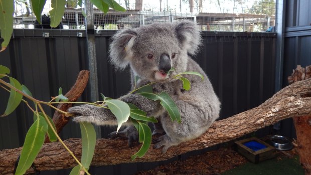 The Koala Hospital Port Macquarie