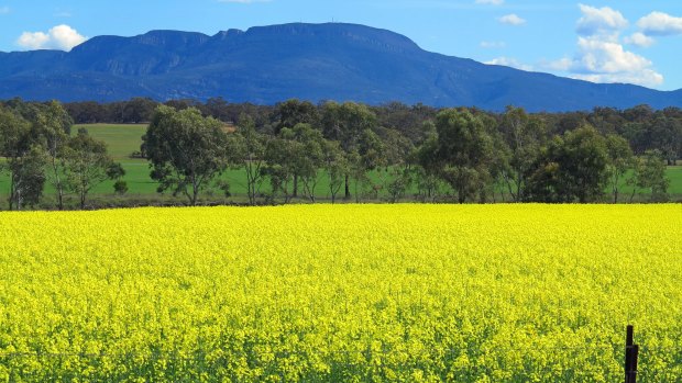 Canola at the Grampians.