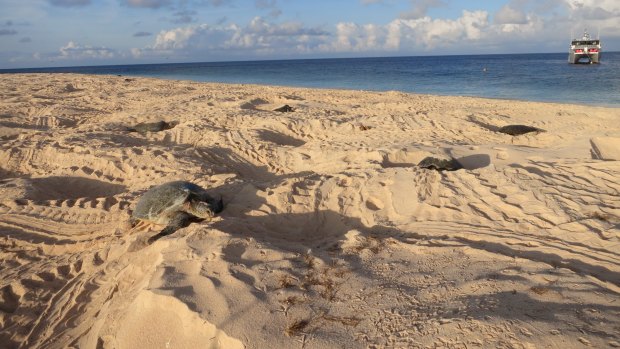 During nesting season about 60,000 female green turtles swim from Indonesia, Papua New Guinea, the Torres Strait and the West Pacific to Raine Island to lay their eggs.