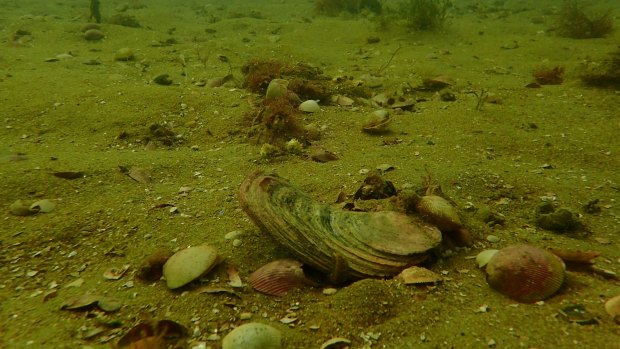 Sandy desert: Angasi or native flat oysters suffocate on the seabed without a hard surface to cling to.