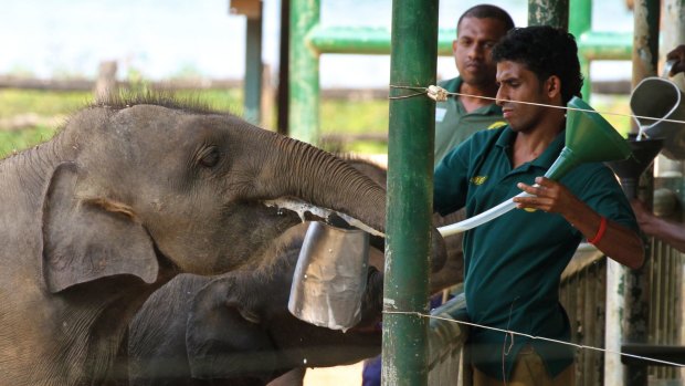Orphaned elephants being feed with milk at the Udawalawe Elephant Transit Home & Information Centre, Udawalawe, Sri Lanka.