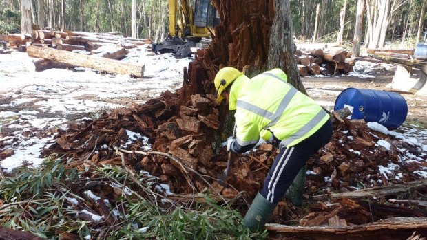 A wombat burrow buried by logs