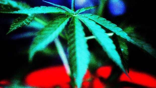The study found nearly 13 per cent of 1500 chronic pain patients had used cannabis in the past year despite being prescribed opioids.
