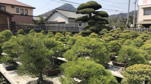 Bonsai trees in the nursery range from seedlings to a 300-year-old black pine.
