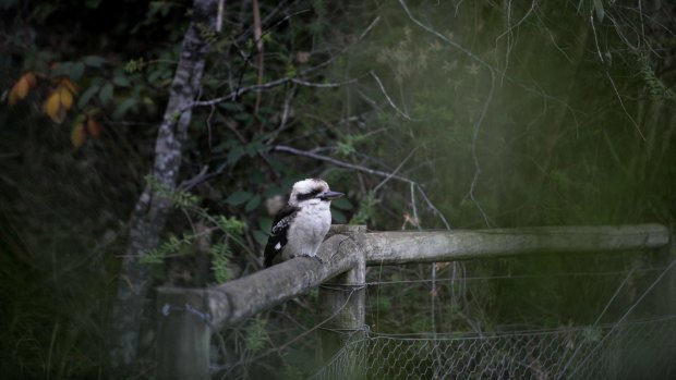 A kookaburra keeps watch in the Dandenong Ranges.