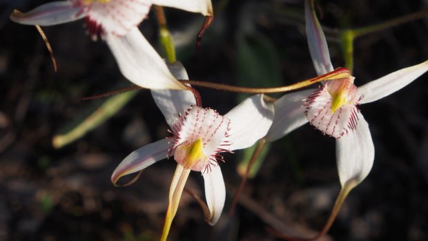 The white spider orchid's specialised growing requirements make it unlikely to be found in a garden.