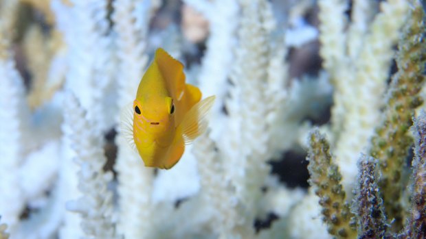 Eyes are on us: Coral bleaching has returned to the Great Barrier Reef - and other reefs - in 2017.