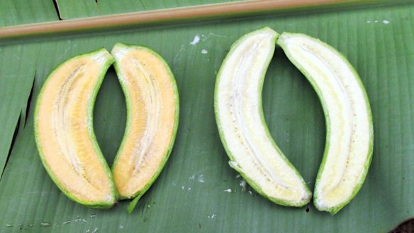 Brisbane researcher develops golden bananas to boost nutrition in Africa