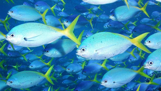 Teeming fish of the Barrier Reef. But perhaps only Tim Tam tasters?