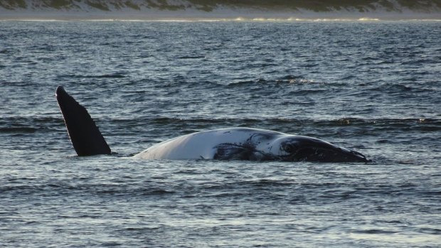Cheynes Beach and its surrounding waters are a feeding and calving ground for many species of whale.
