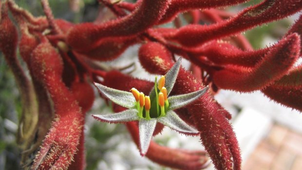 Kangaroo paw needs to be grown in exactly the right spot and exactly the right soil.