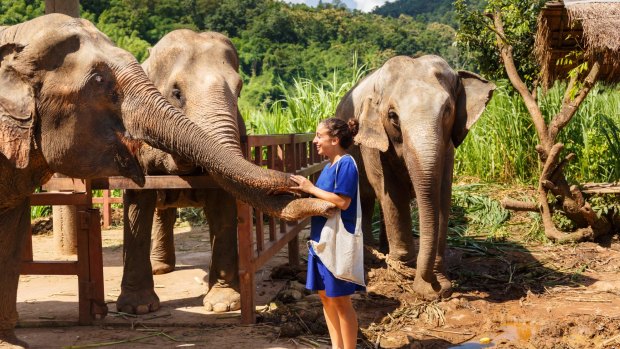 A tourist feeds elephants bananas at a Chiang Mai elephant camp.