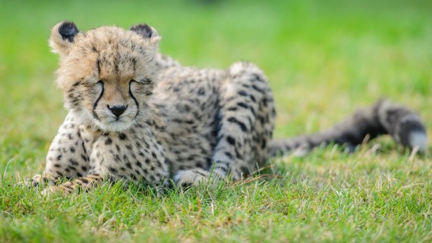 Four-month-old cheetah cub Solo lies down for a rest at the  at the National Zoo & Aquarium.