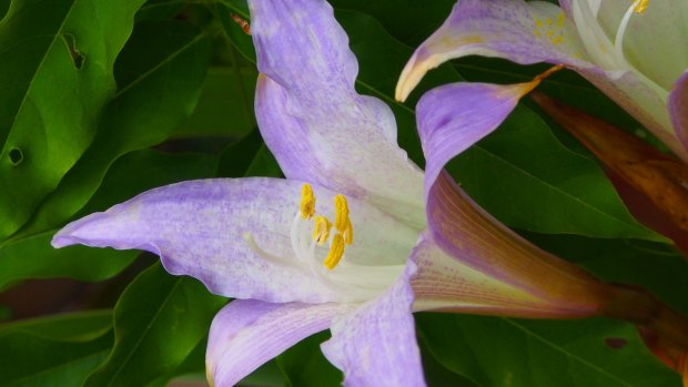 The flower of Worsleya procera  looks like a purple lily.
