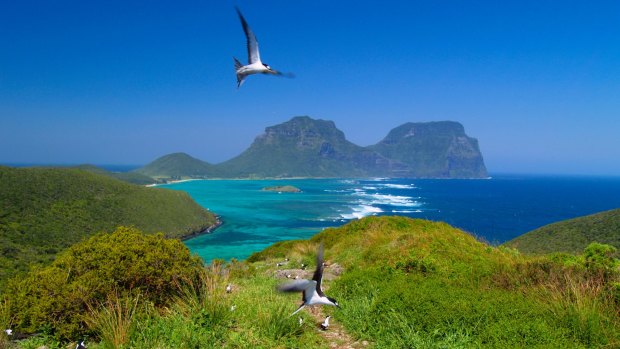 Between its wildlife and landscapes, Lord Howe Island offers plenty of photo opportunities.