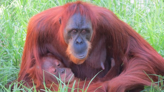 Sekara and Sungai at Perth Zoo.