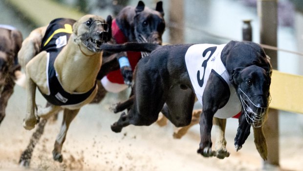 RQ took more than 150 greyhounds from three different kennels into its care, after their owners were implicated in the scandal.
