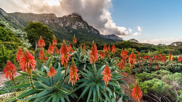 Beautiful flowering aloes in the Kirstenbosch Gardens.