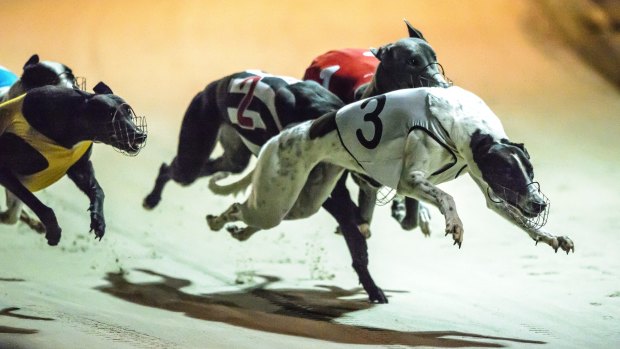 Greyhound racing could return to Queanbeyan if Deputy Premier John Barilaro's plan is successful.