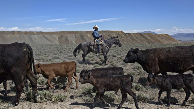 Max Filippini herds cattle into a grazing area that was once off-limits because of drought restrictions, in Battle Mountain.