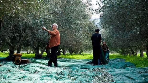 An olive oil crisis in Italy and Spain may prove a boon to Greece's industry.