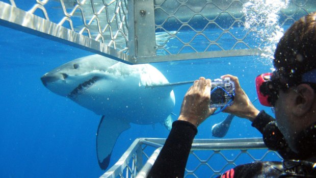 Smile!: Shark cage diving at Port Lincoln, South Australia.