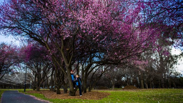Daniel 5, and Madeleine Swain 7 of Sydney enjoy the blossoms on Canberra's early-flowering apricot trees. 

